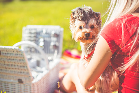 Enjoying Sunday Picnic with Cute Yorkshire Terrier thumbnail