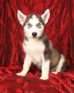 sable and white Siberian husky puppy sitting on red textile thumbnail