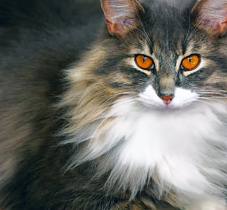brown, gray, and white fur cat thumbnail