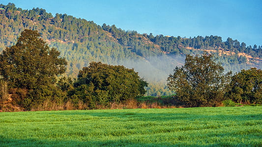 nature photography of green trees and grass at daytime thumbnail