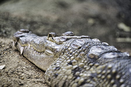 shallow focus photography of crocodile thumbnail