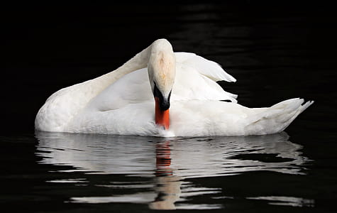 white swan on water thumbnail