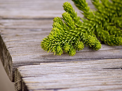 close-up photography of green leaf plant on wooden surface thumbnail