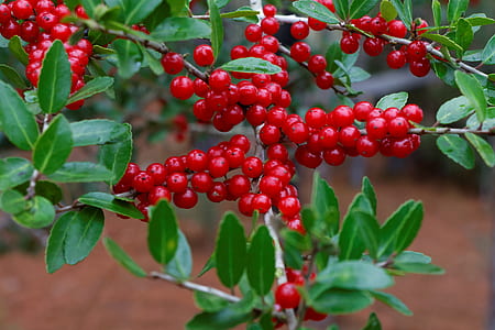 red cherries thumbnail