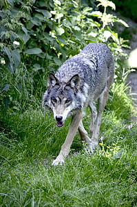 close-up photography of gray wolf near plants thumbnail