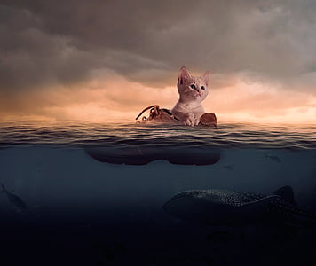 orange tabby kitten on brown boot in sea thumbnail