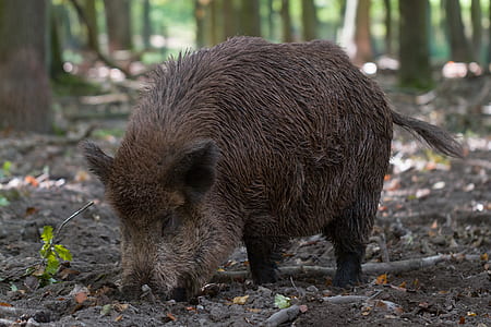 brown hog in the middle of forest thumbnail