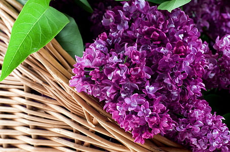 purple petaled flowers on basket thumbnail