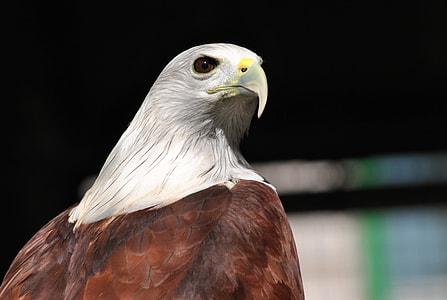 close up photo white and brown eagle thumbnail