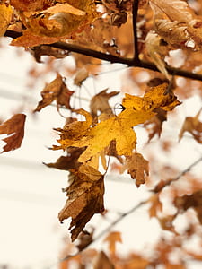 selective focus photography of brown leaves thumbnail