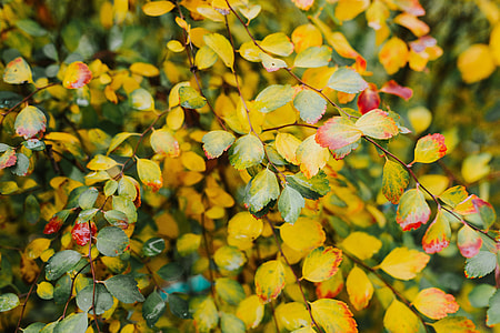 Yellow leaves thumbnail