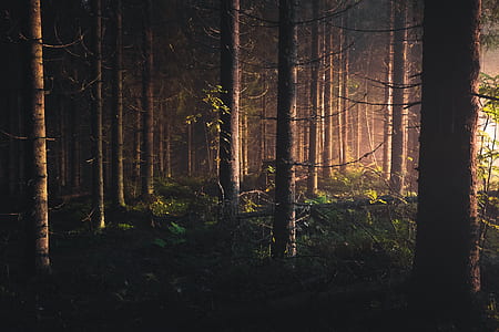 inside forest with trees thumbnail