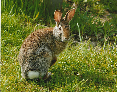 brown rabbit standing on green grass during daytime thumbnail