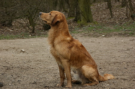 long-coated dog sitting on ground thumbnail