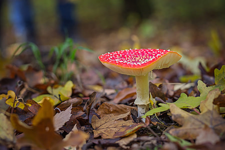Fly Agaric, Mushroom thumbnail