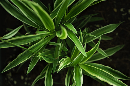 green plant thumbnail