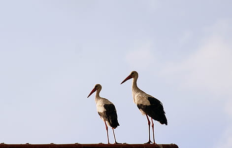 two white-and-black birds thumbnail