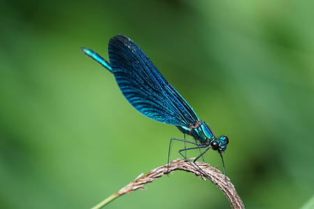 Shallow Focus Photography of Blue Dragonfly thumbnail