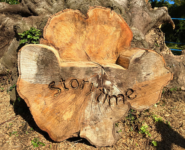 brown wood log board on soil thumbnail