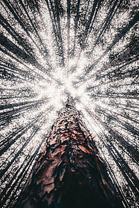 worm's eye view of tall trees thumbnail