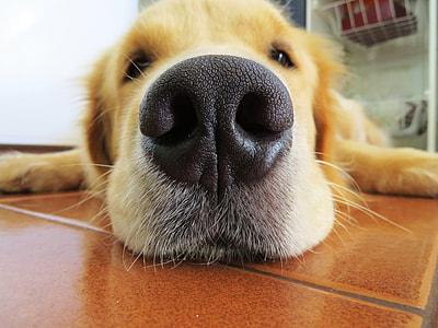 adult light golden retriever lying on floor thumbnail
