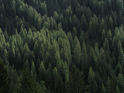 aerial photography of forest trees at daytime thumbnail