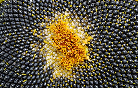 closeup photo of sunflower seeds thumbnail