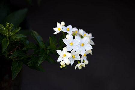 closeup photo of white petaled flowers thumbnail