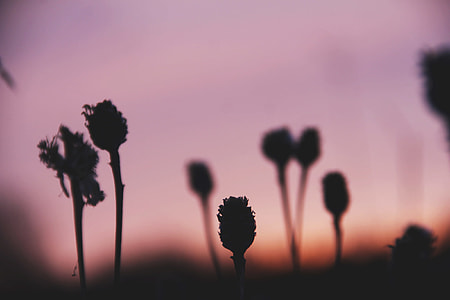 silhouette of flowers thumbnail