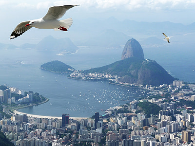 two white birds thumbnail