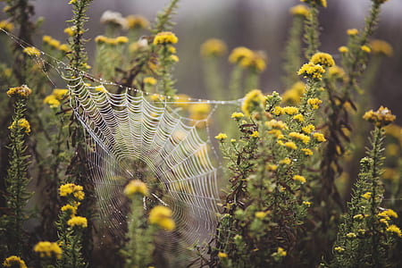 white cobweb on yellow petaled flowers thumbnail