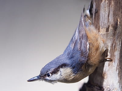 brown and gray bird taxidermy decor thumbnail