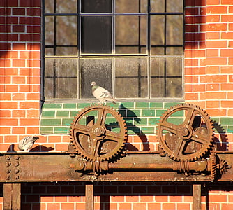 rock pigeonm on brown gear thumbnail