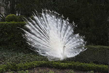 albino peacock beside hedge thumbnail