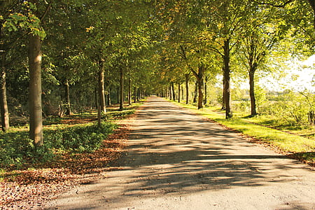 green leafed trees thumbnail