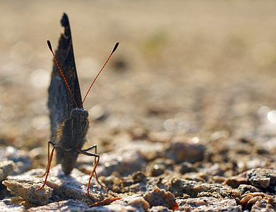 brown butterfly perching on ground during daytime thumbnail