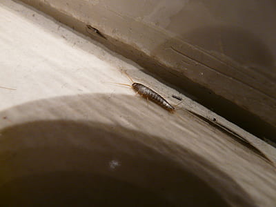gray silverfish on white surface thumbnail