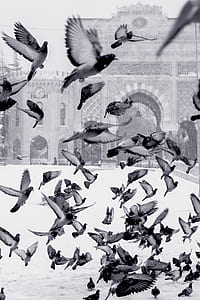 grayscale photo of flying pigeons thumbnail