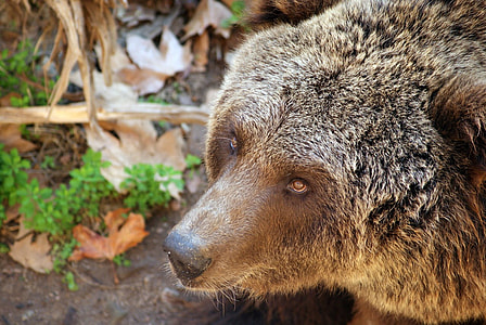 close up of gray bear thumbnail