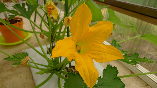 Watermelon Flowers, Watermelon thumbnail