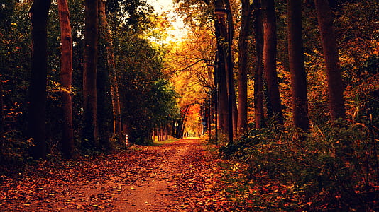 road, nature, forest, trees thumbnail