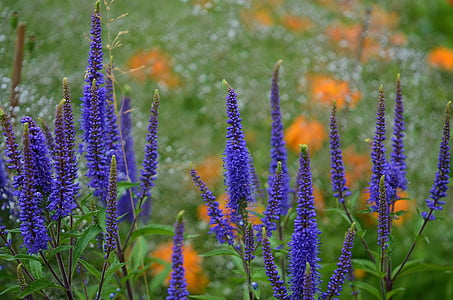 selective focus photo of purple petaled flowers thumbnail