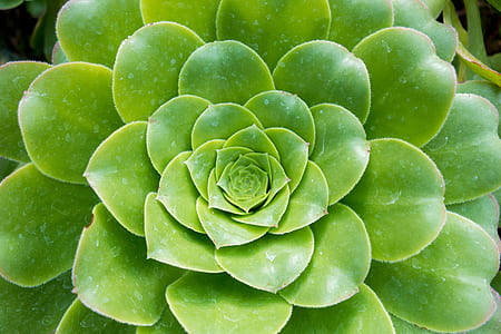 green succulent plant thumbnail