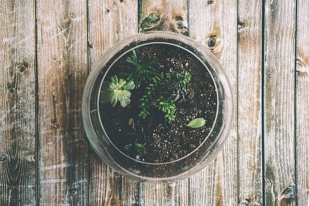 green succulent plant on glass pot thumbnail