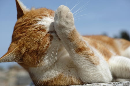 orange tabby cat holding its face thumbnail