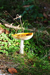 fungus on grass thumbnail