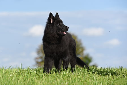black German shepherd puppy on green grass under blue sky thumbnail