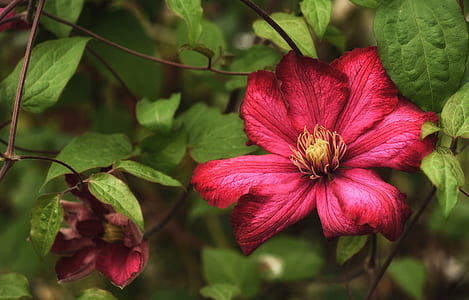 close-up photography of red Clematis flowers in bloom thumbnail