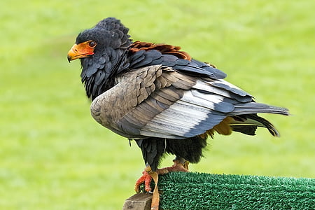 black and gray bird on green surface thumbnail