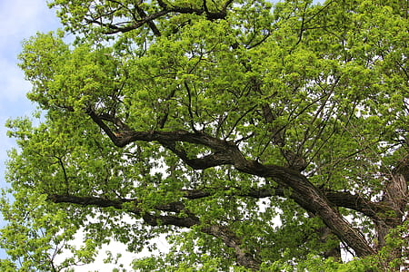green leaf tree thumbnail